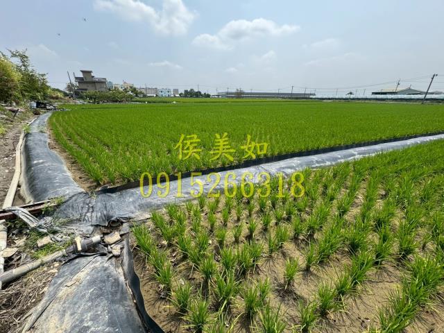 太保農地-7